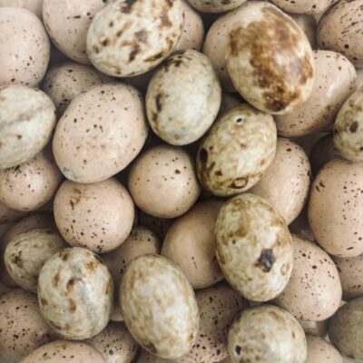 Assortiment d'oeufs mouette fourrés au praliné, caramel & Gianduja